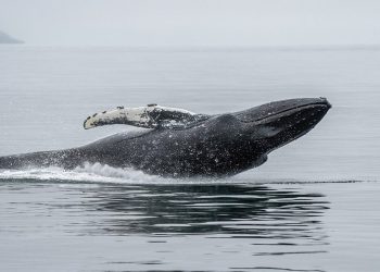 A Whale Just Opened $48 Million in Shorts Against Bitcoin, Solana and Ethereum