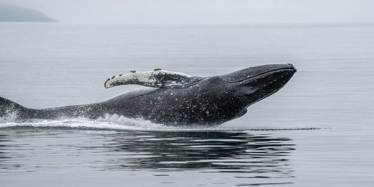 A Whale Just Opened $48 Million in Shorts Against Bitcoin, Solana and Ethereum
